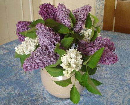 Le temps du lilas