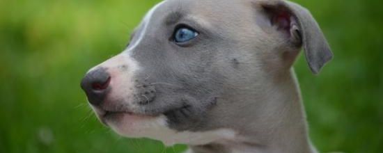 Des bouilles à croquer