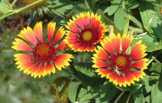 bébètes sur fleurs
