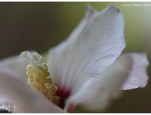 Althéa (Hibiscus) 