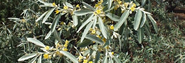 Elaeagnus angustifolia  -  olivier de Bohême  -  chalef