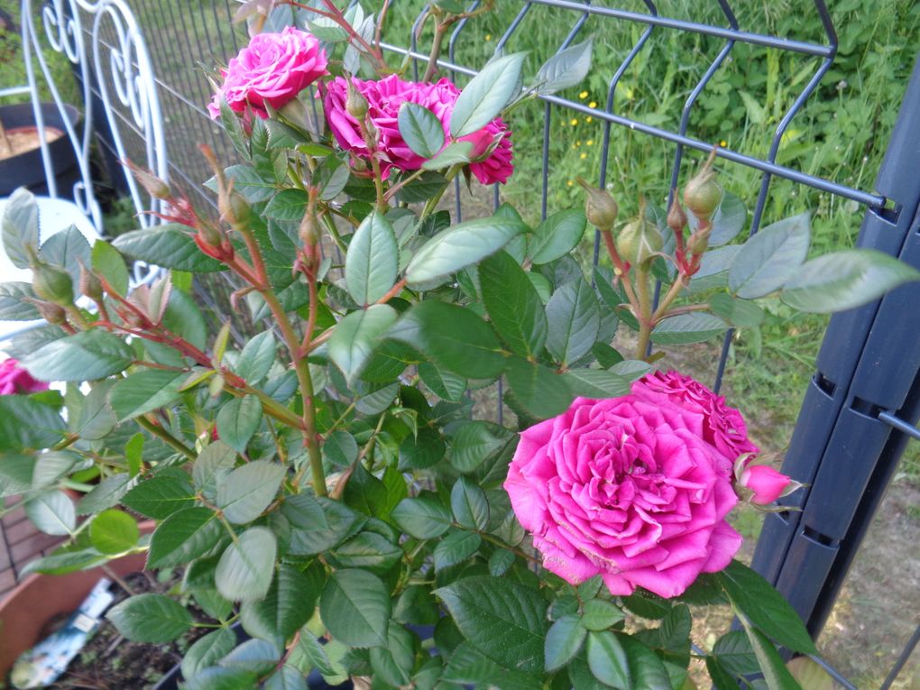 fleurs 