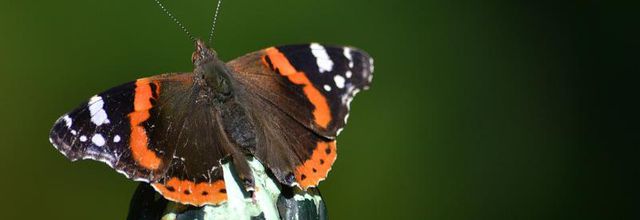 La photo du weekend : Mon premier papillon de la saison