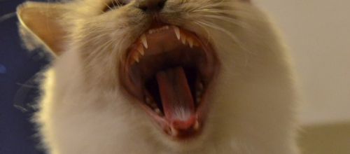 La dentition du chat