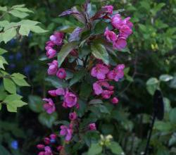 Malus 'Prairie Fire'
