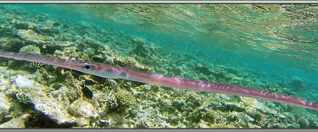 Poisson flûte ou cornette à taches bleues, aiguillette de fond, fistulaire de Commerson (Fistularia commersonii) - Snorkeling à Athuruga - Atoll d'Ari - Maldives