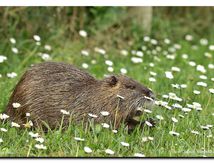Ragondin (Myocastor coypus)