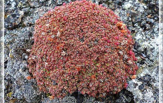 Coussin de Saxifrages à feuilles opposées, Purple saxifrage (Saxifraga oppositifolia) - Edinburgh Island - Nunavut - Canada
