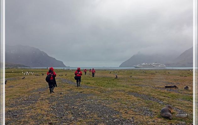 Le temps se gâte à vitesse V, la neige se mêle à la pluie, les "pingouins rouges" rentrent en marchant au milieu des manchots, otaries, éléphants de mer - Whistle Cove - Fortuna Bay - 