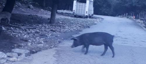 Les animaux s'amusent 