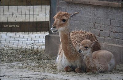 La Ménagerie, Zoo du Jardin des Plantes : Naissance d'une petite Vigogne