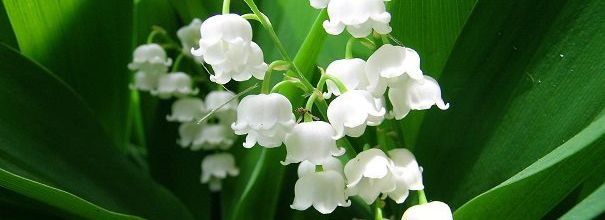 Muguet du bonheur