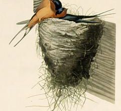 L'hirondelle et les petits oiseaux.