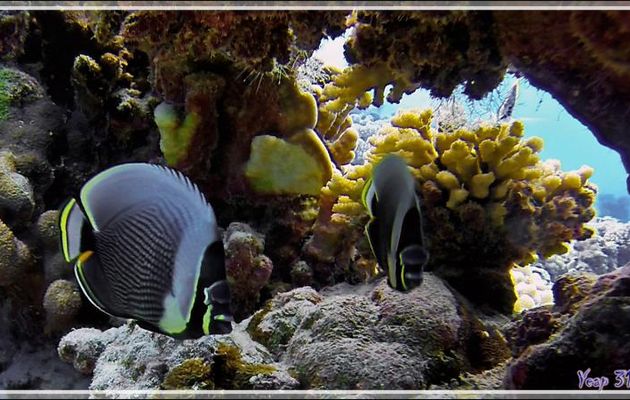 Poisson-papillon réticulé ou à mailles, Mailed or Reticulated or Black butterflyfish (Chaetodon reticulatus) - Tumakohua (passe sud) - Atoll de Fakarava - Tuamotu - Polynésie française