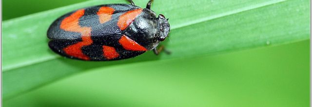 Cercope Rouge Sang (1) - Cercopis vulnerata