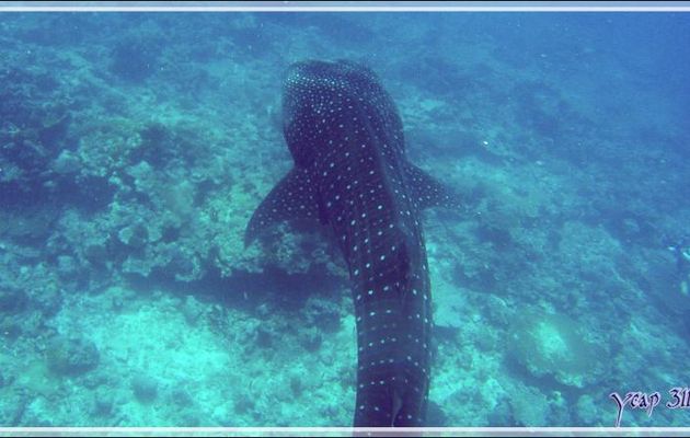 Et un de plus : ma cinquième  rencontre avec un Requin-baleine - Sud de l'atoll d'Ari - Maldives