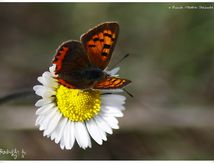  Cuivré commun ou Bronzé (Lycaena phlaeas) - Lycaenidae
