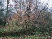 RANDONNEE A AULNOY (Seine-et-Marne - 77)