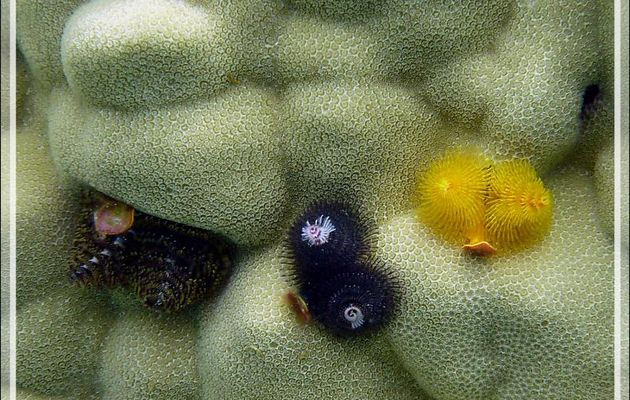 Spirobranche "arbre de Noël" (Spirobranchus giganteus) - Atoll de Fakarava - Tuamotu - Polynésie française