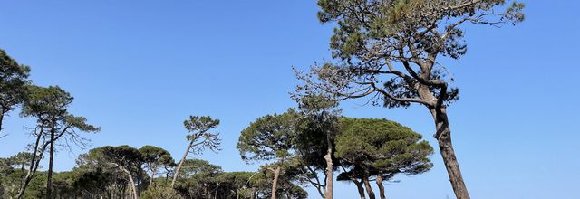 Pinède de Calvi