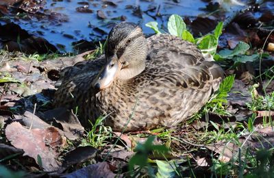un canard en couleur