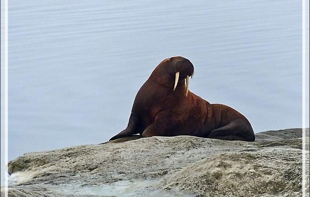 Le dernier Morse de la journée - Mer des Tchouktches - Alaska