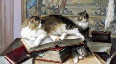 La logique des chats expliquée en 20 photos