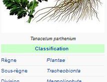 Grande camomille