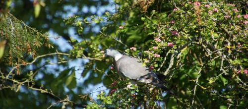 le pigeon et l'aubépine