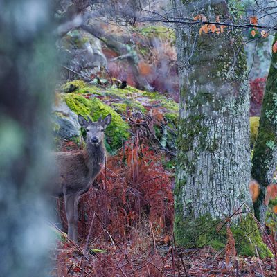 Un daguet qui seUn daguet prenait pour un chamois ce matin.... Il courrait dans les rochers.... forêt de Fontainebleau. Février 2025.