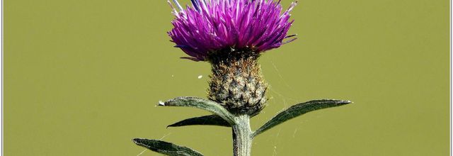 Centaurée Noire (1) - Centaurea nigra
