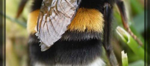 Bombus du groupe terrestris, le bourdon à cul blanc