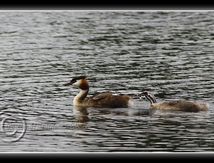 Grèbe huppé (Podiceps cristatus) et ses petits...