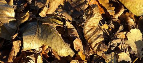 Des feuilles mortes très vivantes