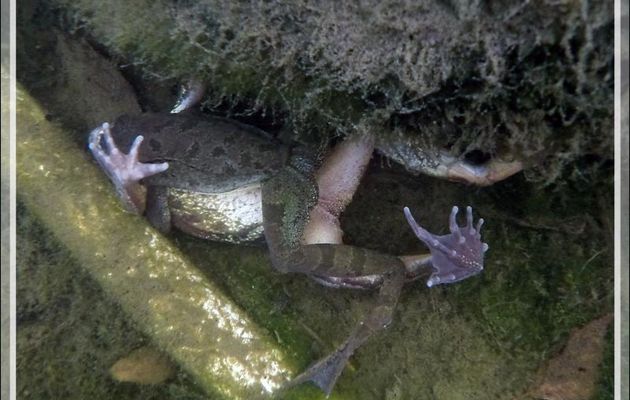 Grenouilles rousses : étreinte à la missionnaire, à 16 h 30 mn, toujours et encore... - Lartigau - Milhas - 31