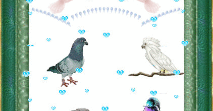 CADRE OISEAUX