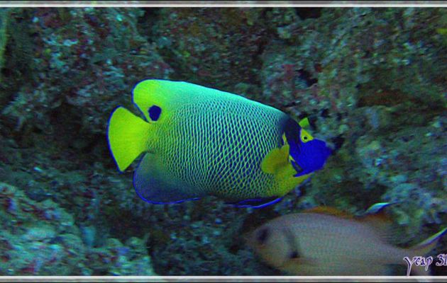 Poisson-ange à tête bleue, Yellowface angelfish or Blue-face angelfish, (Pomacanthus xanthometopon) - Thudufushi Thila - Atoll d'Ari - Maldives