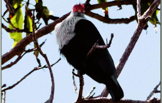 Founingo rougecap "Pigeon hollandais" (Alectroenas pulcherrimus) - Praslin - Seychelles