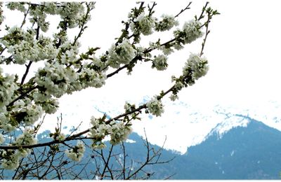 Toujours dans les fleurs  du jardin 