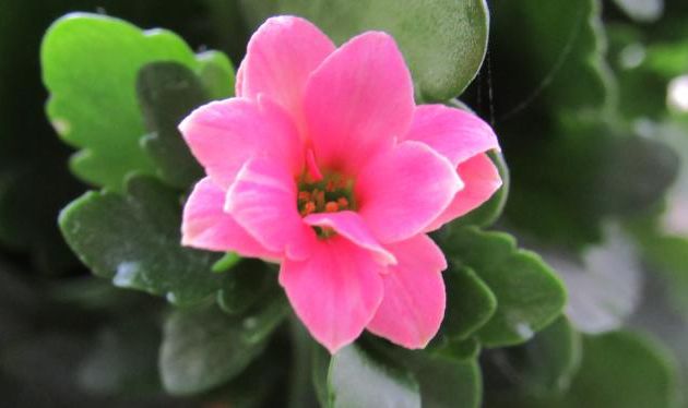 « La consolation de l’ange » (1)