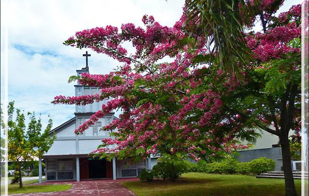 L'Eglise Saint-André d'Uturoa et les Casse de Java ou Douche rose de Java (Cassia javanica) - Raiatea - Polynésie française