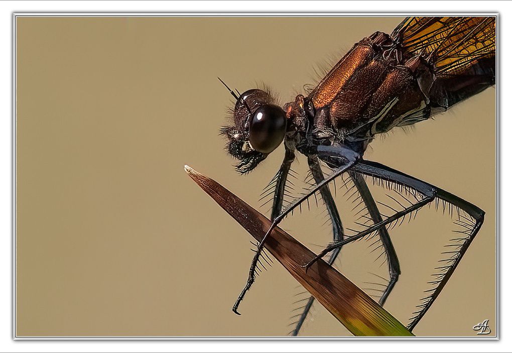03 - Insectes