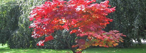 Les arbres d'ornement/L'érable du Japon
