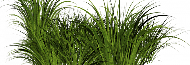 ѼVegetation