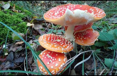 Rambouillet : Champignons du Parc du château