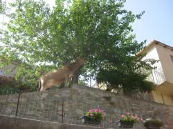 Une vie de vaches corses