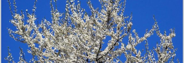 Prunellier (2) - Epine Noire / Prunus spinosa