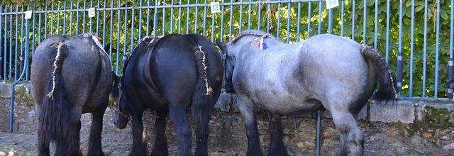 Rambouillet : Fête de la Saint Lubin : Concours de chevaux de trait