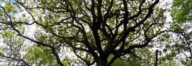 L'arbre