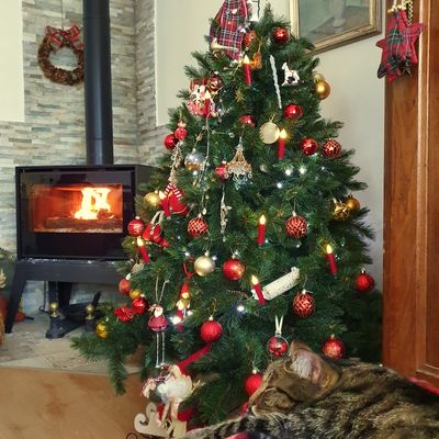 Mon Noël 2025 : le sapin